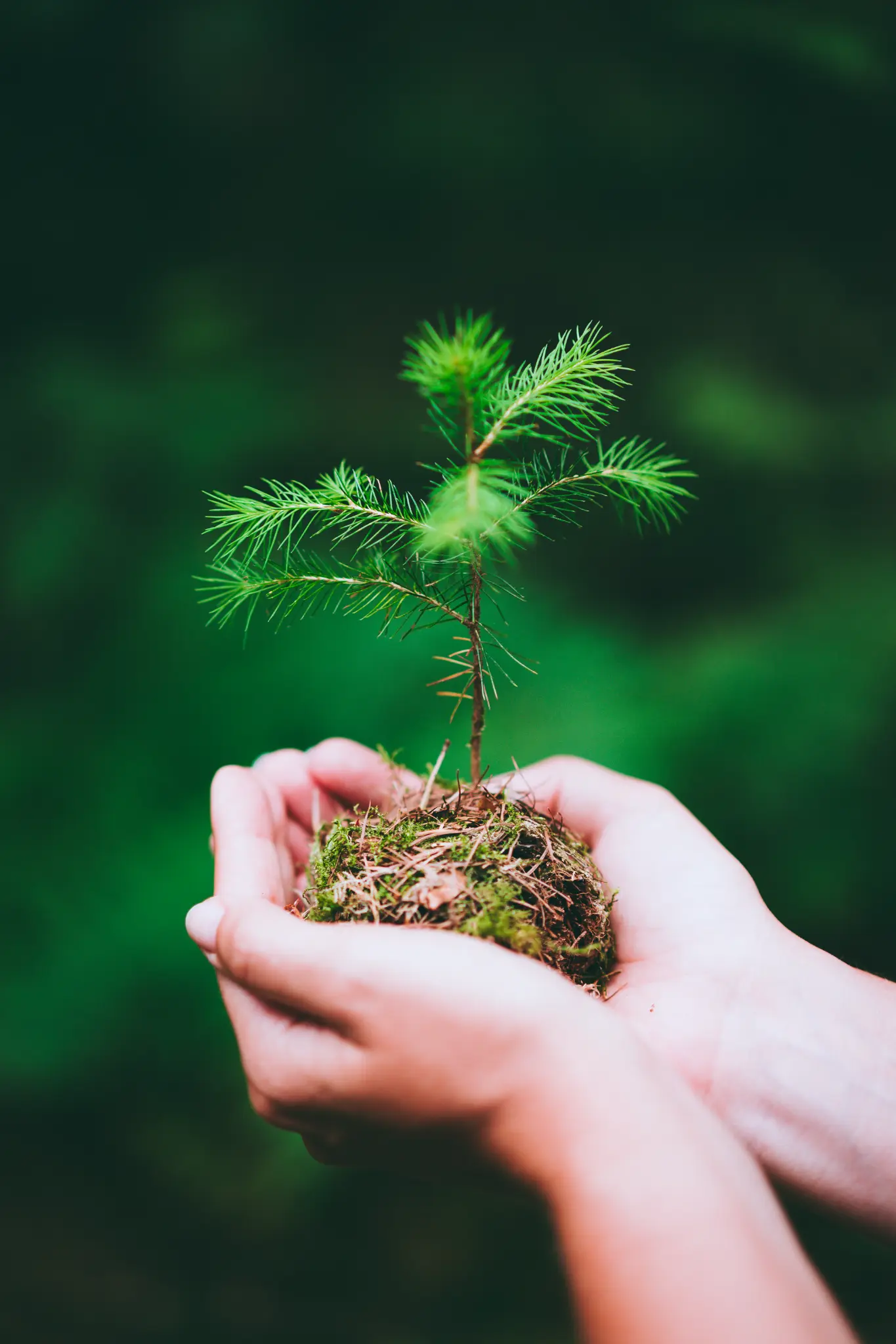 Sustentabilidade e crescimento