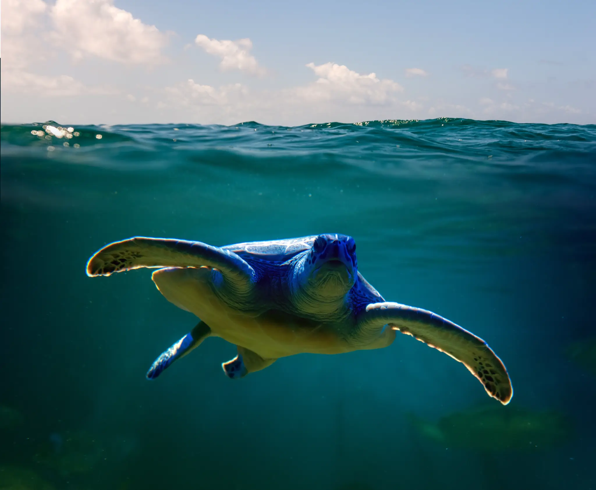 Sustentabilidade ambiental